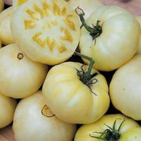 Meet Solanum lycopersicum. The common name for this is White Tomesol Tomato. Stargazer Exotics is proud to offer the freshest of rare plant seeds. Check this White Tomesol Tomato (Solanum lycopersicum) out along with all of our other Heirloom Vegetable and Rare Finds Trees plant seeds here at Stargazer Exotics. We ship these Heirloom Vegetable and Rare Finds seeds from Canada to anywhere in the World.
