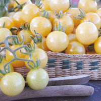 Meet Solanum lycopersicum The common name for this is White Currant Tomato. Stargazer Exotics is proud to offer the freshest of rare plant seeds. Check this White Currant Tomato (Solanum lycopersicum) out along with all of our other Heirloom Vegetable and Rare Finds Trees plant seeds here at Stargazer Exotics. We ship these Heirloom Vegetable and Rare Finds seeds from Canada to anywhere in the World.
