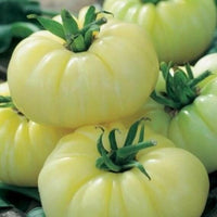 Meet Solanum lycopersicum. The common name for this is White Beauty Or Snowball Tomato. Stargazer Exotics is proud to offer the freshest of rare plant seeds. Check this White Beauty Or Snowball Tomato (Solanum lycopersicum) out along with all of our other Heirloom Vegetable and Rare Finds Trees plant seeds here at Stargazer Exotics. We ship these Heirloom Vegetable and Rare Finds seeds from Canada to anywhere in the World.
