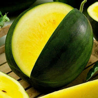 Meet Citrullus lanatus. The common name for this is Janosik  Yellow Watermelon. Stargazer Exotics is proud to offer the freshest of rare plant seeds. Check this Janosik  Yellow Watermelon (Citrullus lanatus) out along with all of our Other Rare Plants seeds here at Stargazer Exotics. We ship these Other Rare Plants seeds from Canada to anywhere in the World.