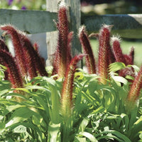 Meet Pennisetum Glaucom. The common name for this is Jade Princess Ornamental Grass. Stargazer Exotics is proud to offer the freshest of rare plant seeds. Other Common names for this rare Other Rare Plants are :Japanese Blood Grass, Imperata cylindrica. Check this Jade Princess Ornamental Grass (Pennisetum Glaucom) out along with all of our Other Rare Plants seeds here at Stargazer Exotics. We ship these Other Rare Plants seeds from Canada to anywhere in the World.