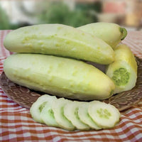 Meet Cucumis sativus. The common name for this is White Martini Cucumber. Stargazer Exotics is proud to offer the freshest of rare plant seeds. Check this White Martini Cucumber (Cucumis sativus) out along with all of our other Heirloom Vegetable and Rare Finds Trees plant seeds here at Stargazer Exotics. We ship these Heirloom Vegetable and Rare Finds seeds from Canada to anywhere in the World.
