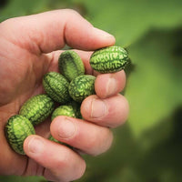 Meet Cucumis anguria. The common name for this is Cucamelon / Baby Watermelon Cucumber. Stargazer Exotics is proud to offer the freshest of rare plant seeds. Check this Cucamelon / Baby Watermelon Cucumber (Cucumis anguria) out along with all of our other Heirloom Vegetable and Rare Finds Trees plant seeds here at Stargazer Exotics. We ship these Heirloom Vegetable and Rare Finds seeds from Canada to anywhere in the World.
