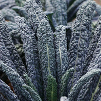 Meet Brassica oleracea. The common name for this is Black Magic Kale. Stargazer Exotics is proud to offer the freshest of rare plant seeds. Check this Black Magic Kale (Brassica oleracea) out along with all of our other Heirloom Vegetable and Rare Finds plant seeds here at Stargazer Exotics. We ship these Heirloom Vegetable and Rare Finds seeds from Canada to anywhere in the World.
