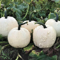 Meet Cucurbita sp. The common name for this is White Specter Pumpkin. Stargazer Exotics is proud to offer the freshest of rare plant seeds. Check this White Specter Pumpkin  (Cucurbita sp.) out along with all of our other Heirloom Vegetable and Rare Finds Trees plant seeds here at Stargazer Exotics. We ship these Heirloom Vegetable and Rare Finds seeds from Canada to anywhere in the World.
