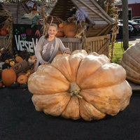 Meet Cucurbita sp. The common name for this is Atlantic Giant  Jumbo Pumpkin . Stargazer Exotics is proud to offer the freshest of rare plant seeds. Check this Atlantic Giant  Jumbo Pumpkin  (Cucurbita sp.) out along with all of our other Heirloom Vegetable and Rare Finds plant seeds here at Stargazer Exotics. We ship these Heirloom Vegetable and Rare Finds seeds from Canada to anywhere in the World.