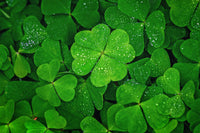 Meet Trifolium repens. The common name for this is Klondike  Clover / Shamrocks. Stargazer Exotics is proud to offer the freshest of rare plant seeds. Other Common names for this rare Other Rare Plants are : White Clover, Trifolium repens. Check this Klondike  Clover / Shamrocks (Trifolium repens) out along with all of our Other Rare Plants seeds here at Stargazer Exotics. We ship these Other Rare Plants seeds from Canada to anywhere in the World.
