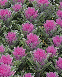 Meet Brassica oleracea. The common name for this is Ornamental Kale Crane Feather Queen. Stargazer Exotics is proud to offer the freshest of rare plant seeds. Check this Ornamental Kale Crane Feather Queen (Brassica oleracea) out along with all of our other Heirloom Vegetable and Rare Finds Trees plant seeds here at Stargazer Exotics. We ship these Heirloom Vegetable and Rare Finds seeds from Canada to anywhere in the World.
