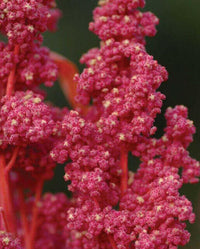 Meet Chenopodium quinoa. The common name for this is Red Head Quinoa. Stargazer Exotics is proud to offer the freshest of rare plant seeds. Check this Red Head Quinoa (Chenopodium quinoa) out along with all of our other Heirloom Vegetable and Rare Finds Trees plant seeds here at Stargazer Exotics. We ship these Heirloom Vegetable and Rare Finds seeds from Canada to anywhere in the World.
