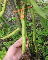 Meet Vicia faba. The common name for this is Giant Windsor Broad Beans. Stargazer Exotics is proud to offer the freshest of rare plant seeds. Check this Giant Windsor Broad Beans (Vicia faba) out along with all of our other Heirloom Vegetable and Rare Finds Trees plant seeds here at Stargazer Exotics. We ship these Heirloom Vegetable and Rare Finds seeds from Canada to anywhere in the World.
