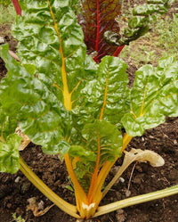 Meet Beta vulgaris cicla. The common name for this is Canary Yellow Swiss Chard. Stargazer Exotics is proud to offer the freshest of rare plant seeds. Check this Canary Yellow Swiss Chard (Beta vulgaris cicla) out along with all of our other Heirloom Vegetable and Rare Finds plant seeds here at Stargazer Exotics. We ship these Heirloom Vegetable and Rare Finds seeds from Canada to anywhere in the World.