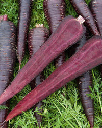 Meet Daucus carota. The common name for this is Deep Purple Carrot. Stargazer Exotics is proud to offer the freshest of rare plant seeds. Check this Deep Purple Carrot (Daucus carota) out along with all of our other Heirloom Vegetable and Rare Finds Trees plant seeds here at Stargazer Exotics. We ship these Heirloom Vegetable and Rare Finds seeds from Canada to anywhere in the World.
