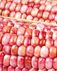 Meet Zea mays. The common name for this is Blushing Rose Pink Corn. Stargazer Exotics is proud to offer the freshest of rare plant seeds. Check this Blushing Rose Pink Corn (Zea mays) out along with all of our other Heirloom Vegetable and Rare Finds plant seeds here at Stargazer Exotics. We ship these Heirloom Vegetable and Rare Finds seeds from Canada to anywhere in the World.
