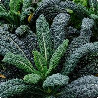 Meet Brassica oleracea var. palmifolia. The common name for this is Lacinato Dinosaur Kale. Stargazer Exotics is proud to offer the freshest of rare plant seeds. Check this Lacinato Dinosaur Kale (Brassica oleracea var. palmifolia) out along with all of our other Heirloom Vegetable and Rare Finds Trees plant seeds here at Stargazer Exotics. We ship these Heirloom Vegetable and Rare Finds seeds from Canada to anywhere in the World.