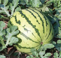 Meet Citrullus lanatus. The common name for this is Dixie Queen Watermelon. Stargazer Exotics is proud to offer the freshest of rare plant seeds. Check this Dixie Queen Watermelon (Citrullus lanatus) out along with all of our other Heirloom Vegetable and Rare Finds Trees plant seeds here at Stargazer Exotics. We ship these Heirloom Vegetable and Rare Finds seeds from Canada to anywhere in the World.
