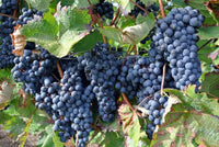 Meet Vitis Vinifera. The common name for this is Purple Table Grapes. Stargazer Exotics is proud to offer the freshest of rare plant seeds. Other Common names for this rare Rare and Exotic Fruits are: Purple Table Grapes - Concord Grapes, Black Grapes. Check this Purple Table Grapes (Vitis Vinifera) out along with all of our other Rare and Exotic Fruits plant seeds here at Stargazer Exotics. We ship these Rare and Exotic Fruits seeds from Canada to anywhere in the World.
