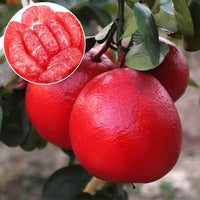 Meet Zingiber zerumbet. The common name for this is Red Pomelo Citrus Fruit. Stargazer Exotics is proud to offer the freshest of rare plant seeds. Other Common names for this rare Rare and Exotic Fruits are: Red Grapefruit, Chinese grapefruit, Forbidden fruit. Check this Red Pomelo Citrus Fruit  (Zingiber zerumbet) out along with all of our other Rare and Exotic Fruits plant seeds here at Stargazer Exotics. We ship these Rare and Exotic Fruits seeds from Canada to anywhere in the World.
