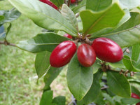 Meet Synsepalum dulcificum. The common name for this is Miracle Berry. Stargazer Exotics is proud to offer the freshest of rare plant seeds. Check this Miracle Berry (Synsepalum dulcificum.) out along with all of our other Heirloom Vegetable and Rare Finds Trees plant seeds here at Stargazer Exotics. We ship these Heirloom Vegetable and Rare Finds seeds from Canada to anywhere in the World.
