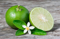 Meet Citrus × aurantiifolia. The common name for this is Key Lime. Stargazer Exotics is proud to offer the freshest of rare plant seeds. Check this Key Lime (Citrus × aurantiifolia) out along with all of our other Heirloom Vegetable and Rare Finds Trees plant seeds here at Stargazer Exotics. We ship these Heirloom Vegetable and Rare Finds seeds from Canada to anywhere in the World.