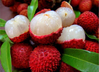 Meet Litchi chinensis. The common name for this is Lychee Fruit. Stargazer Exotics is proud to offer the freshest of rare plant seeds. Check this Lychee Fruit (Litchi chinensis.) out along with all of our other Heirloom Vegetable and Rare Finds Trees plant seeds here at Stargazer Exotics. We ship these Heirloom Vegetable and Rare Finds seeds from Canada to anywhere in the World.