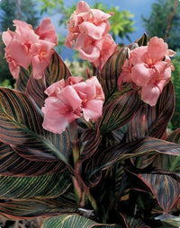 Meet Canna x generalis 'Pink Sunburst'. The common name for this is Pink Sunburst Canna Lily. Stargazer Exotics is proud to offer the freshest of rare plant seeds. Other Common names for this rare Other Rare Plants are :Lily: Pink canna lily, Sunburst canna lily, Canna indica. Check this Pink Sunburst Canna Lily (Canna x generalis 'Pink Sunburst') out along with all of our Other Rare Plants seeds here at Stargazer Exotics. We ship these Other Rare Plants seeds from Canada to anywhere in the World.
