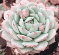 Meet Echeveria 'Captain Hay'. The common name for this is Captain Hey Echeveria . Stargazer Exotics is proud to offer the freshest of rare plant seeds. Other Common names for this rare Succulent are: Echeveria 'Captain Hay', Hen and Chicks, Mexican Snowball. Check this Captain Hey Echeveria  (Echeveria 'Captain Hay') out along with all of our other Succulent plant seeds here at Stargazer Exotics. We ship these Succulent seeds from Canada to anywhere in the World.
