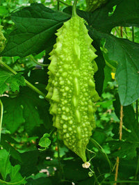 Meet Momordica charantia. The common name for this is Bitter Melon - Green and White. Stargazer Exotics is proud to offer the freshest of rare plant seeds. Check this Bitter Melon - Green and White (Momordica charantia) out along with all of our other Heirloom Vegetable and Rare Finds plant seeds here at Stargazer Exotics. We ship these Heirloom Vegetable and Rare Finds seeds from Canada to anywhere in the World.