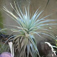 Meet Tillandsia gardneri. The common name for this is Gardener's Airplant. Stargazer Exotics is proud to offer the freshest of rare plant seeds. Other Common names for this rare Airplant are: Gardener's Airplant, Tillandsia, Airplant, Miracle Plant, Sky Plant, Old Man's Whiskers, Wild Pine. Check this Gardener's Airplant  (Tillandsia gardneri) out along with all of our other Airplants plant seeds here at Stargazer Exotics. We ship these Airplants seeds from Canada to anywhere in the World.