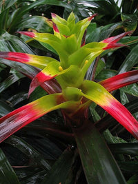 Meet Guzmania squarrosa. The common name for this is Squarrosa Bromeliad. Stargazer Exotics is proud to offer the freshest of rare plant seeds. Other Common names for this rare Bromeliad are: Silver Vase Plant, Tillandsia, Air Plant, Squarrose Tillandsia. Check this Squarrosa Bromeliad (Guzmania squarrosa) out along with all of our other Bromeliads plant seeds here at Stargazer Exotics. We ship these Bromeliads seeds from Canada to anywhere in the World.
