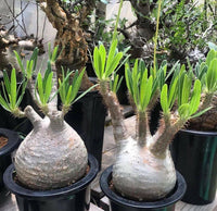 Meet Pachypodium rosulatum subsp. cactipes. The common name for this is Elephant Foot Plant. Stargazer Exotics is proud to offer the freshest of rare plant seeds. Other Common names for this rare Succulent are: Beaucarnea recurvata (also known as Ponytail Palm or Bottle Palm). Check this Elephant Foot Plant (Pachypodium rosulatum subsp. cactipes) out along with all of our other Succulent plant seeds here at Stargazer Exotics. We ship these Succulent seeds from Canada to anywhere in the World.
