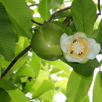 Meet Dillenia indica. The common name for this is Elephant Apple / Ou Tenga / Chulta Tree. Stargazer Exotics is proud to offer the freshest of rare plant seeds. Check this Elephant Apple / Ou Tenga / Chulta Tree (Dillenia indica) out along with all of our other Heirloom Vegetable and Rare Finds Trees plant seeds here at Stargazer Exotics. We ship these Heirloom Vegetable and Rare Finds seeds from Canada to anywhere in the World.
