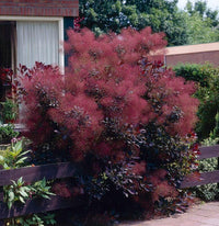 Meet Cotinus coggygria 'Purpureus'. The common name for this is Purple Smoke Tree. Stargazer Exotics is proud to offer the freshest of rare plant seeds. Other Common names for this rare Other Rare Plants are: Smoke Bush, Smoke Tree, Purple Smoke Bush. Check this Purple Smoke Tree  (Cotinus coggygria 'Purpureus') out along with all of our Other Rare Plants seeds here at Stargazer Exotics. We ship these Other Rare Plants seeds from Canada to anywhere in the World.
