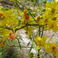 Meet Parkinsonia aculeata. The common name for this is Jellybean Tree. Stargazer Exotics is proud to offer the freshest of rare plant seeds. Other Common names for this rare Other Rare Plants are : Castanospermum Australe, Moreton Bay Chestnut. Check this Jellybean Tree  (Parkinsonia aculeata) out along with all of our Other Rare Plants seeds here at Stargazer Exotics. We ship these Other Rare Plants seeds from Canada to anywhere in the World.