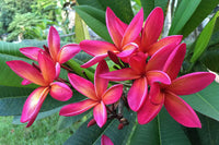 Meet Plumeria rubra. The common name for this is Ruby Plumeria / Nosegay Frangipani. Stargazer Exotics is proud to offer the freshest of rare plant seeds. Other Common names for this rare Other Rare Plants are : Ruby red plumeria, Red frangipani. Check this Ruby Plumeria / Nosegay Frangipani (Plumeria rubra) out along with all of our Other Rare Plants seeds here at Stargazer Exotics. We ship these Other Rare Plants seeds from Canada to anywhere in the World.
