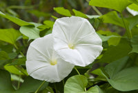 Meet Datura innoxia. The common name for this is Moonflower. Stargazer Exotics is proud to offer the freshest of rare plant seeds. Other Common names for this rare Other Rare Plants are : Devil's Trumpet, Thorn Apple, Indian Apple. Check this Moonflower (Datura innoxia) out along with all of our Other Rare Plants seeds here at Stargazer Exotics. We ship these Other Rare Plants seeds from Canada to anywhere in the World.
