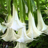 Meet Brugmansia arborea. The common name for this is White Angel's Trumpet . Stargazer Exotics is proud to offer the freshest of rare plant seeds. Other Common names for this rare Other Rare Plants are:  Brugmansia, Moonflower, Angel Trumpet. Check this White Angel's Trumpet  (Brugmansia arborea) out along with all of our Other Rare Plants seeds here at Stargazer Exotics. We ship these Other Rare Plants seeds from Canada to anywhere in the World.
