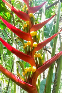 Meet Heliconia subulata 'Cauca'. The common name for this is Lobster Claw Plant. Stargazer Exotics is proud to offer the freshest of rare plant seeds. Other Common names for this rare Other Rare Plants are : Parrot's Beak, Parrot Flower, Clianthus, Lobster Claw Flower. Check this Lobster Claw Plant (Heliconia subulata 'Cauca') out along with all of our Other Rare Plants seeds here at Stargazer Exotics. We ship these Other Rare Plants seeds from Canada to anywhere in the World.
