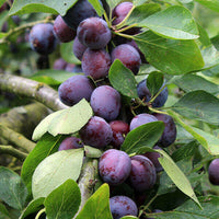 Meet Prunus domestica 'Tiny Sweet'. The common name for this is European Plum 'Tiny Sweet'. Stargazer Exotics is proud to offer the freshest of rare plant seeds. Check this European Plum 'Tiny Sweet' (Prunus domestica 'Tiny Sweet') out along with all of our other Heirloom Vegetable and Rare Finds Trees plant seeds here at Stargazer Exotics. We ship these Heirloom Vegetable and Rare Finds seeds from Canada to anywhere in the World.
