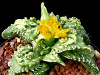 Meet Faucaria tuberculosa. The common name for this is Knobby Tiger Jaws. Stargazer Exotics is proud to offer the freshest of rare plant seeds.Other Common names for this rare Succulent are: Faucaria tuberculosa. Check this Knobby Tiger Jaws (Faucaria tuberculosa) out along with all of our other Succulent plant seeds here at Stargazer Exotics. We ship these Succulent seeds from Canada to anywhere in the World.