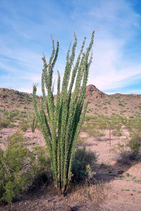 Meet Fouquieria splendens subsp. Splendens. The common name for this isCoachwhip. Stargazer Exotics is proud to offer the freshest of rare plant seeds. Other Common names for this rare Other Rare Plants are: Red coachwhip, whip snake, coachwhip snake, red racer, eastern coachwhip. Check this Coachwhip (Fouquieria splendens subsp. Splendens) out along with all of our Other Rare Plants seeds here at Stargazer Exotics. We ship these Other Rare Plants seeds from Canada to anywhere in the World.
