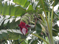 Meet Musa acuminata subsp. microcarpa. The common name for this is Monkey Fingers Banana. Stargazer Exotics is proud to offer the freshest of rare plant seeds. Check this Monkey Fingers Banana (Musa acuminata subsp. microcarpa.) out along with all of our other Heirloom Vegetable and Rare Finds Trees plant seeds here at Stargazer Exotics. We ship these Heirloom Vegetable and Rare Finds seeds from Canada to anywhere in the World.
