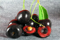 Meet Prunus serotina. The common name for this is Black Cherry. Stargazer Exotics is proud to offer the freshest of rare plant seeds. Check this Black Cherry (Prunus serotina) out along with all of our other Heirloom Vegetable and Rare Finds plant seeds here at Stargazer Exotics. We ship these Heirloom Vegetable and Rare Finds seeds from Canada to anywhere in the World.
