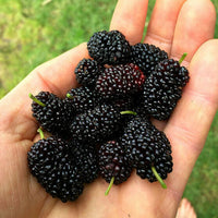 Meet Morus nigra. The common name for this is Black Mulberry. Stargazer Exotics is proud to offer the freshest of rare plant seeds. Check this Black Mulberry (Morus nigra) out along with all of our other Heirloom Vegetable and Rare Finds plant seeds here at Stargazer Exotics. We ship these Heirloom Vegetable and Rare Finds seeds from Canada to anywhere in the World.
