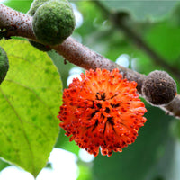 Meet Broussonetia papyrifera. The common name for this is Paper Mulberry. Stargazer Exotics is proud to offer the freshest of rare plant seeds. Check this Paper Mulberry (Broussonetia papyrifera) out along with all of our other Heirloom Vegetable and Rare Finds Trees plant seeds here at Stargazer Exotics. We ship these Heirloom Vegetable and Rare Finds seeds from Canada to anywhere in the World.
