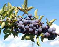 Meet Prunus Maritima. The common name for this is Beach Plum . Stargazer Exotics is proud to offer the freshest of rare plant seeds. Check this Beach Plum (Prunus Maritima) out along with all of our other Heirloom Vegetable and Rare Finds plant seeds here at Stargazer Exotics. We ship these Heirloom Vegetable and Rare Finds seeds from Canada to anywhere in the World.
