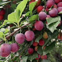 Meet Prunus Americana. The common name for this is American Common Plum. Stargazer Exotics is proud to offer the freshest of rare plant seeds. Check this American Common Plum (Prunus Americana) out along with all of our other Heirloom Vegetable and Rare Finds plant seeds here at Stargazer Exotics. We ship these Heirloom Vegetable and Rare Finds seeds from Canada to anywhere in the World.