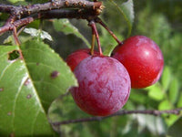 Meet Prunus Umbellata. The common name for this is Flatwoods Plum / Wild Plum. Stargazer Exotics is proud to offer the freshest of rare plant seeds. Check this Flatwoods Plum / Wild Plum (Prunus Umbellata) out along with all of our other Heirloom Vegetable and Rare Finds Trees plant seeds here at Stargazer Exotics. We ship these Heirloom Vegetable and Rare Finds seeds from Canada to anywhere in the World.