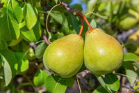 Meet Pryus communis. The common name for this is Common Pear / European Pear. Stargazer Exotics is proud to offer the freshest of rare plant seeds. Check this Common Pear / European Pear (Pryus communis) out along with all of our other Heirloom Vegetable and Rare Finds Trees plant seeds here at Stargazer Exotics. We ship these Heirloom Vegetable and Rare Finds seeds from Canada to anywhere in the World.
