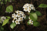 Meet Pyrus Betulifolia. The common name for this is Birchleaf Pear. Stargazer Exotics is proud to offer the freshest of rare plant seeds. Check this Birchleaf Pear (Pyrus Betulifolia) out along with all of our other Heirloom Vegetable and Rare Finds plant seeds here at Stargazer Exotics. We ship these Heirloom Vegetable and Rare Finds seeds from Canada to anywhere in the World.
