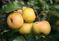 Meet Pyrus ussuriensis. The common name for this is Chinese Pear / Ussurian Pear. Stargazer Exotics is proud to offer the freshest of rare plant seeds. Check this Chinese Pear / Ussurian Pear (Pyrus ussuriensis) out along with all of our other Heirloom Vegetable and Rare Finds Trees plant seeds here at Stargazer Exotics. We ship these Heirloom Vegetable and Rare Finds seeds from Canada to anywhere in the World.
